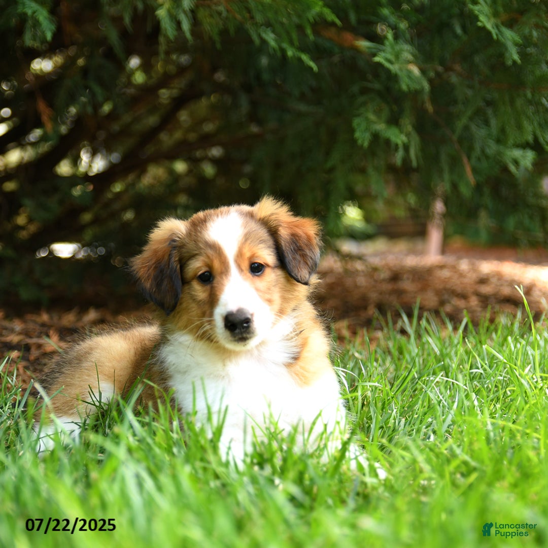 Shetland Sheepdog dogs for sale: Lady - Image 2