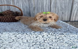 Mini Goldendoodle dogs for sale: Angie - Image 15