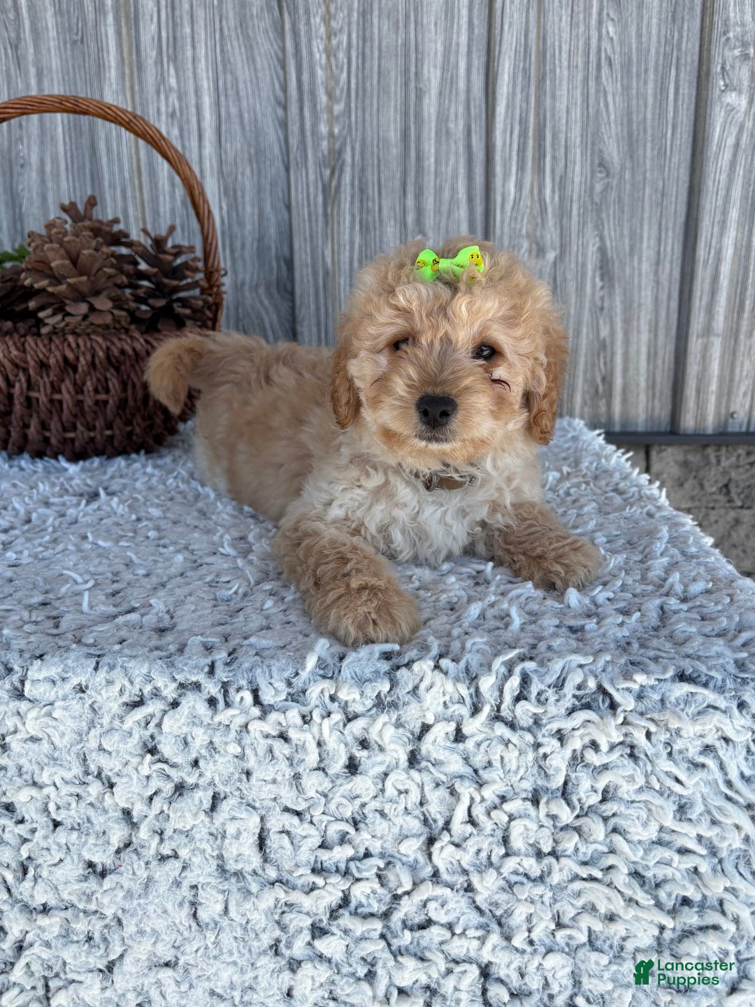 Mini Goldendoodle dogs for sale: Angie - Image 15