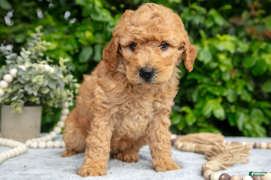 Mini Goldendoodle dogs for sale: Everett - Image 1