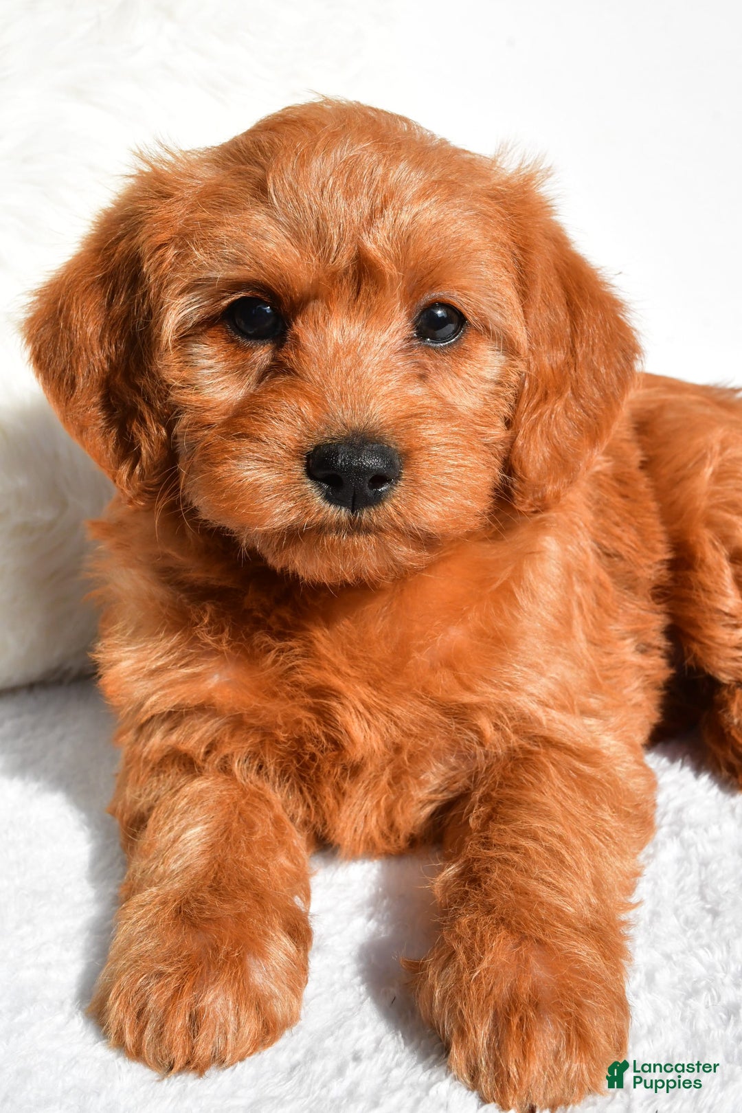  dogs for sale: Mia - Image 3