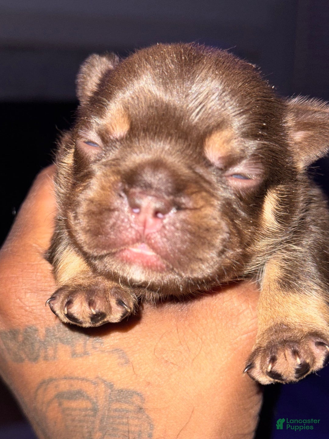 French Bulldog dogs for sale: Amara - Image 10