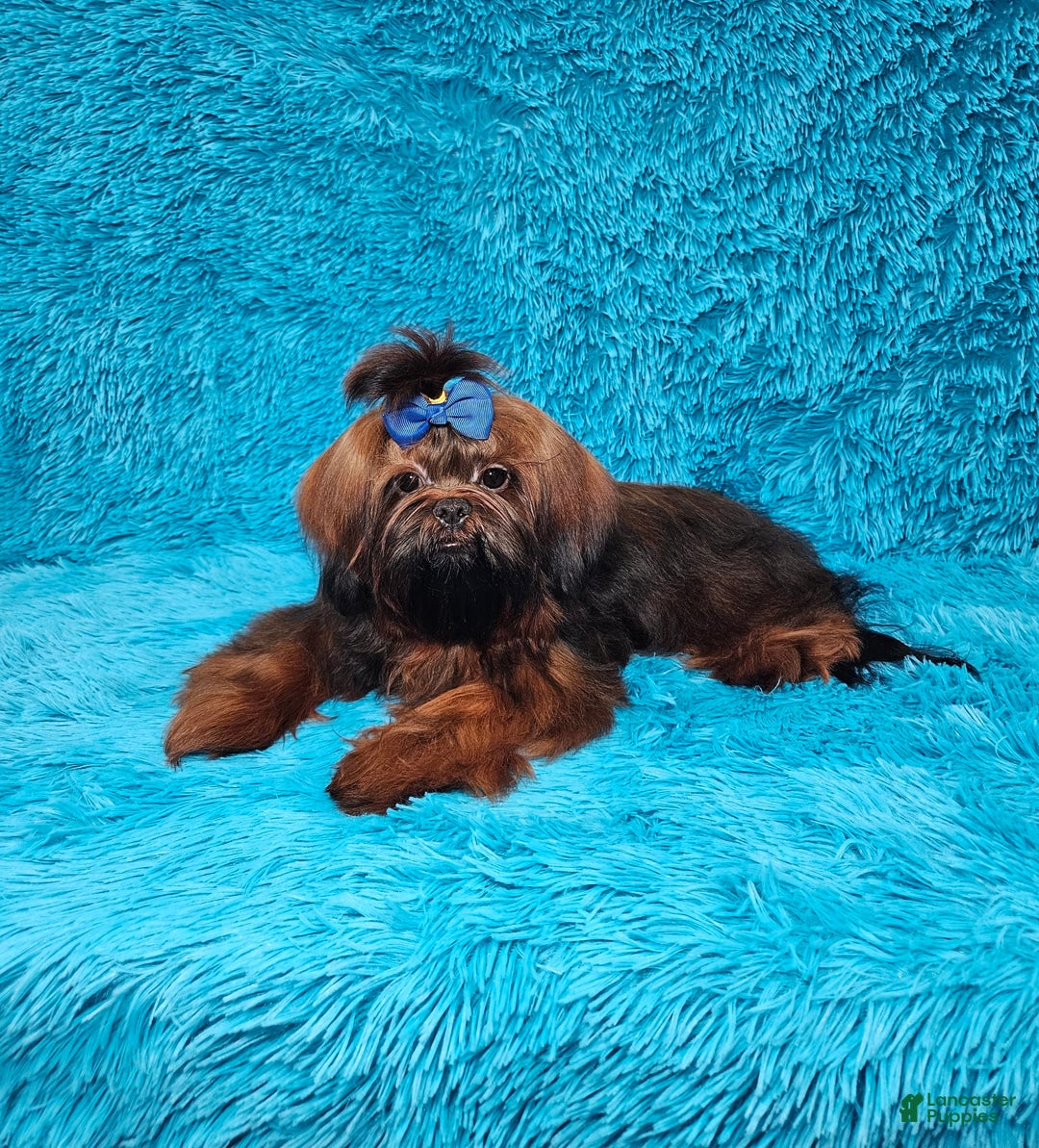 Shih Tzu dogs for sale: Koda - Image 19