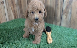 Miniature Poodle dogs for sale: Little Honey Girl 1 - Image 3
