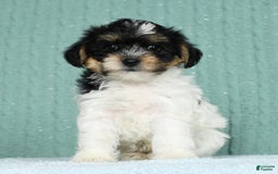 Yorkiepoo dogs for sale: Brent - Image 1