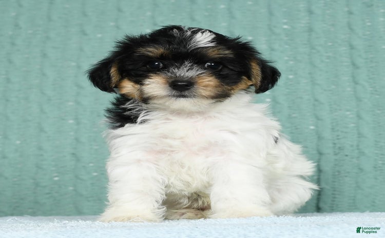 Yorkiepoo dogs for sale - Ad 4