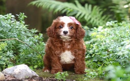 Cavapoo dogs for sale: Levy - Image 10