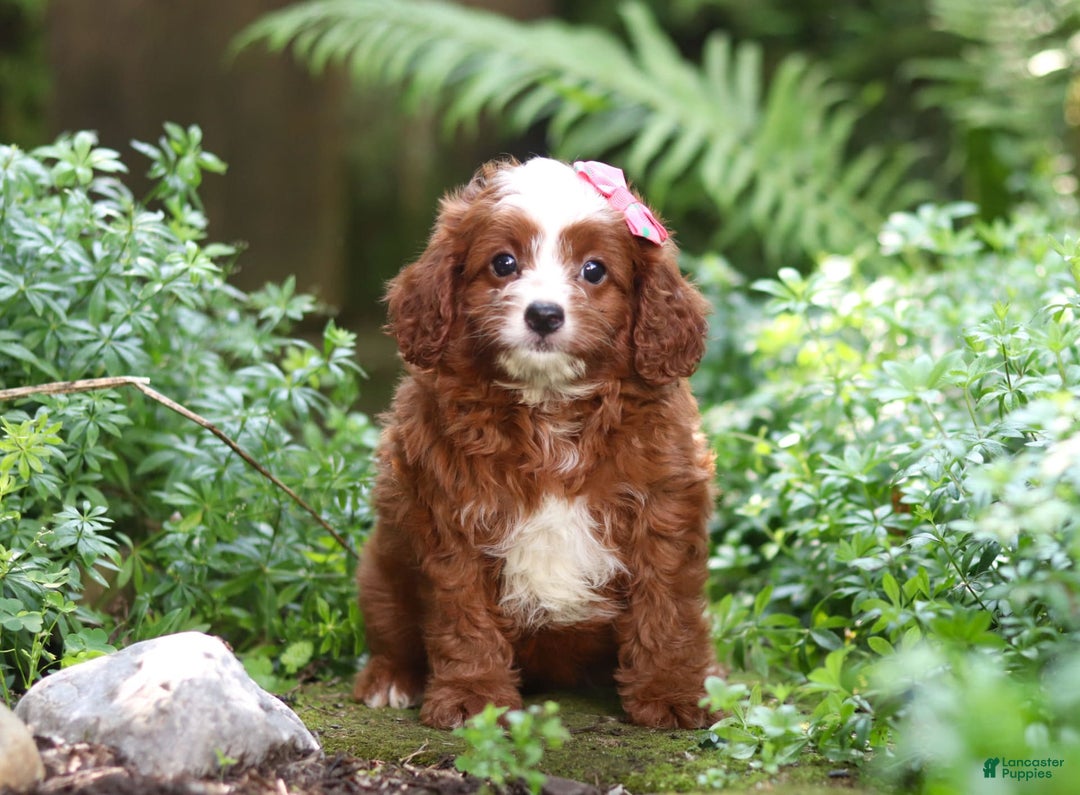 Cavapoo dogs for sale: Levy - Image 10