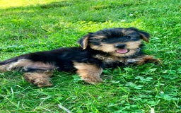 Yorkshire Terrier dogs for sale: Yorkshire Terrier 2 puppies - Image 8
