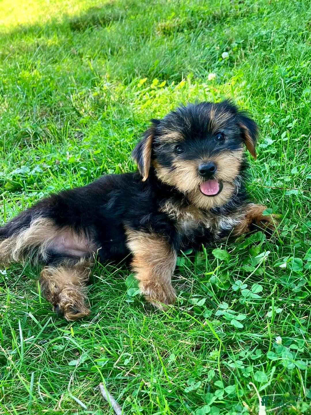Yorkshire Terrier dogs for sale: Yorkshire Terrier 2 puppies - Image 8
