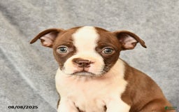Boston Terrier dogs for sale: Boston Terrier 5 puppies - Image 27