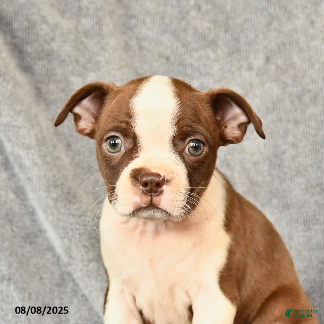 Boston Terrier dogs for sale: Boston Terrier 5 puppies - Image 27