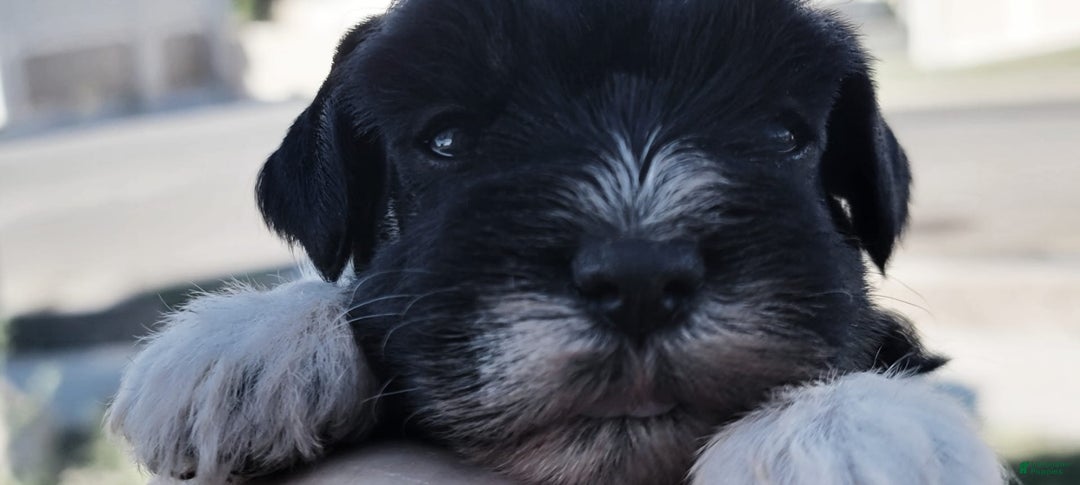 Miniature Schnauzer dogs for sale: Maggie Moo The AKC Parti Pup - Image 3