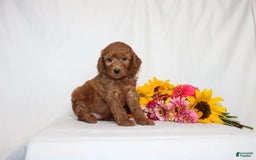 Mini Goldendoodle dogs for sale: Hadara - Image 2