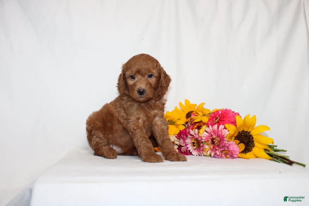 Mini Goldendoodle dogs for sale: Hadara - Image 2