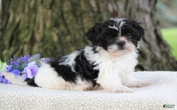 Shih Tzu dogs for sale: Cookie - Image 1