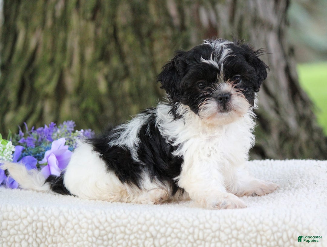 Shih Tzu dogs for sale: Cookie - Image 1