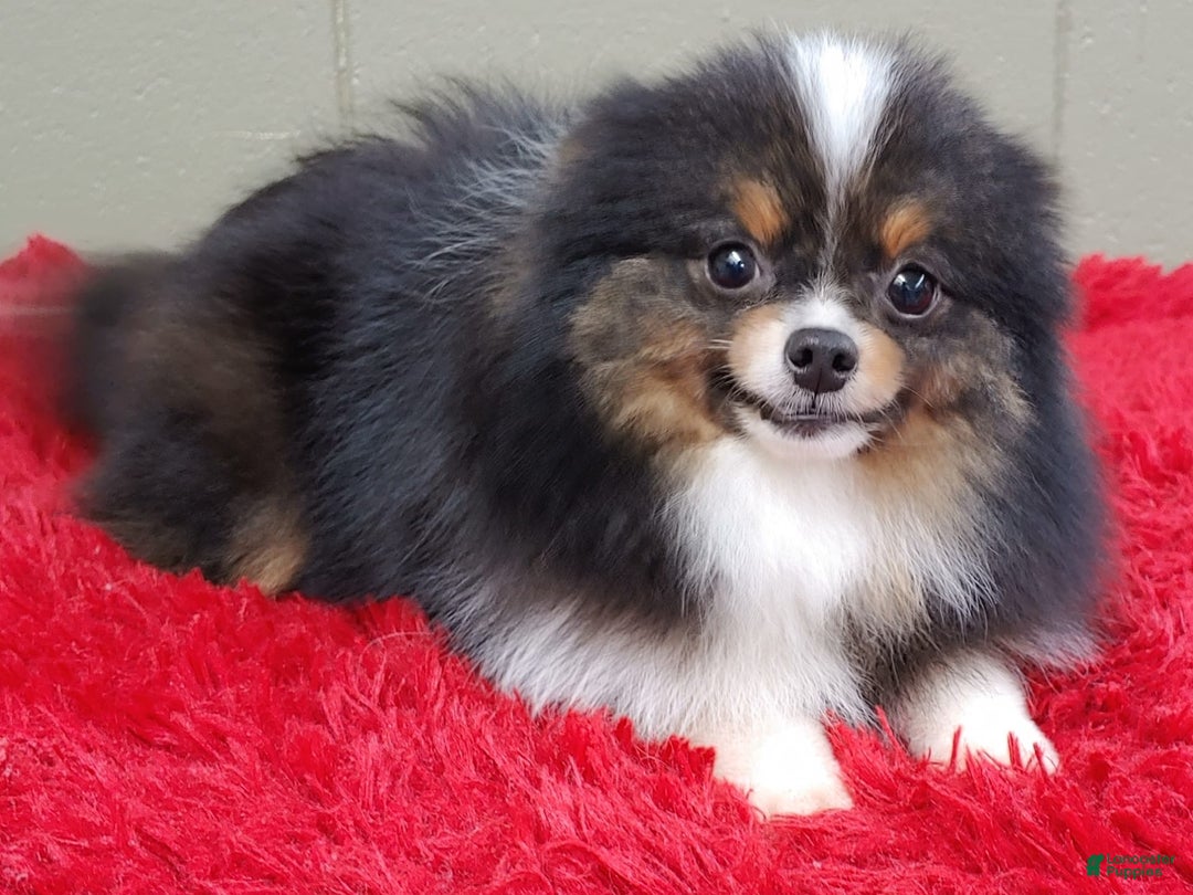 Pomeranian dogs for sale: Yovanni - Image 2