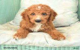 Cavapoo dogs for sale: Frito - Image 2
