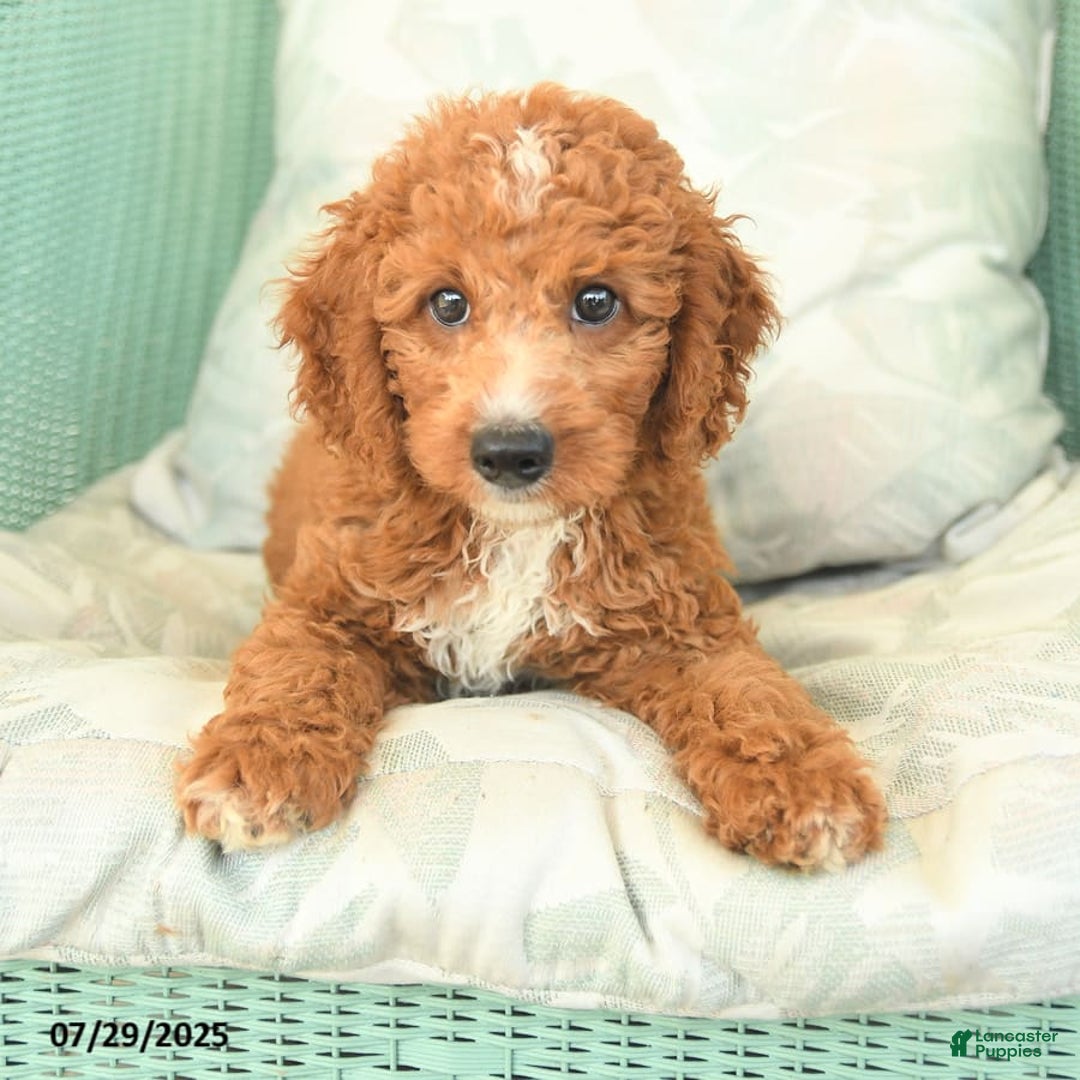 Cavapoo dogs for sale: Frito - Image 2