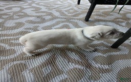 Labrador Retriever dogs for sale: Diamond Star - Image 3