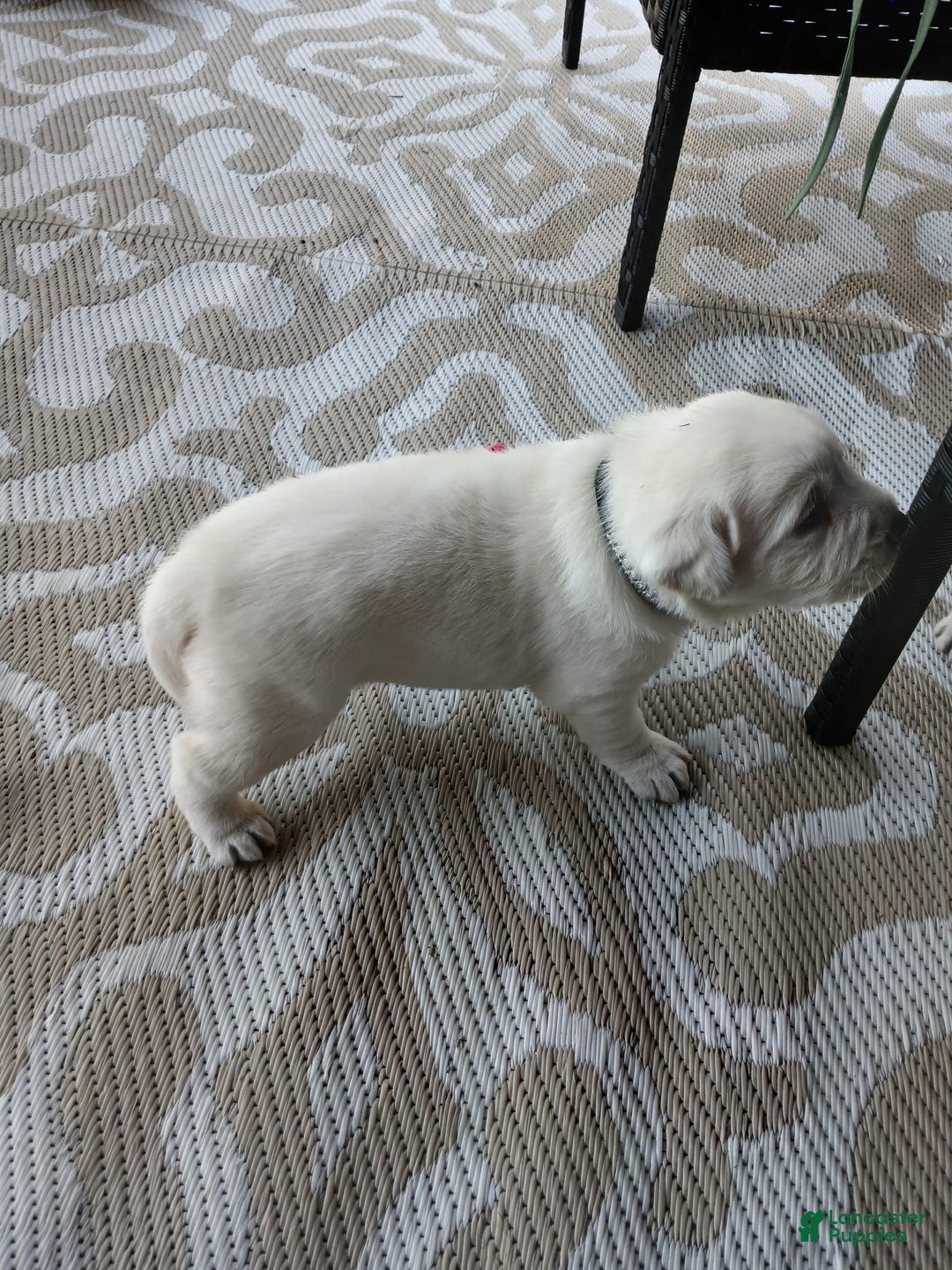 Labrador Retriever dogs for sale: Diamond Star - Image 3