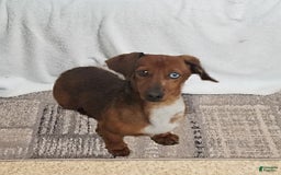 Miniature Dachshund dogs for sale: Pixie - Image 7
