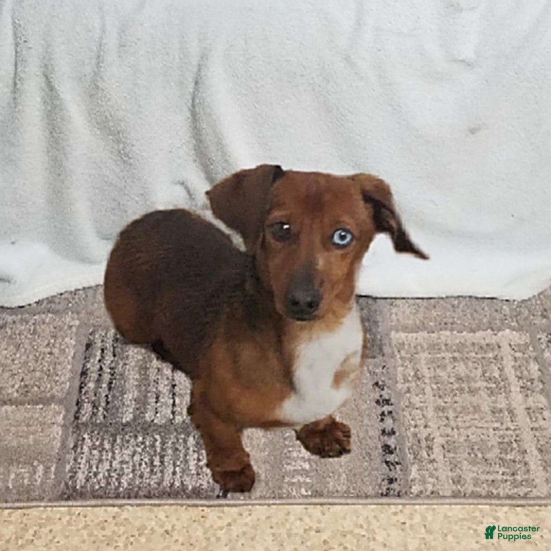 Miniature Dachshund dogs for sale: Pixie - Image 7