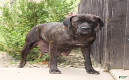 Cane Corso dogs for sale: Drake - Image 6