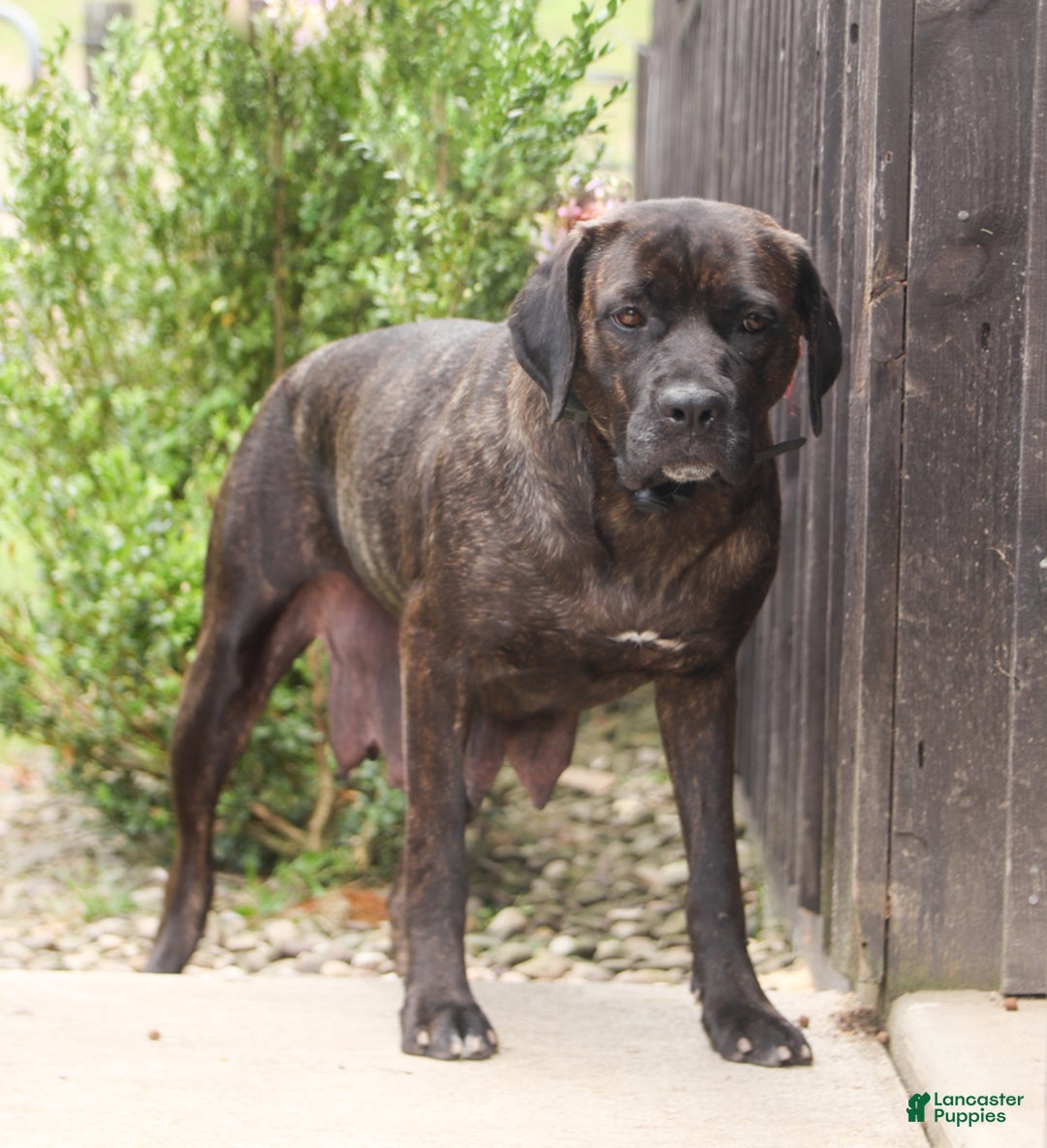 Cane Corso dogs for sale: Drake - Image 6