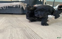 Bernedoodle dogs for sale: Baby Kiara - Image 2