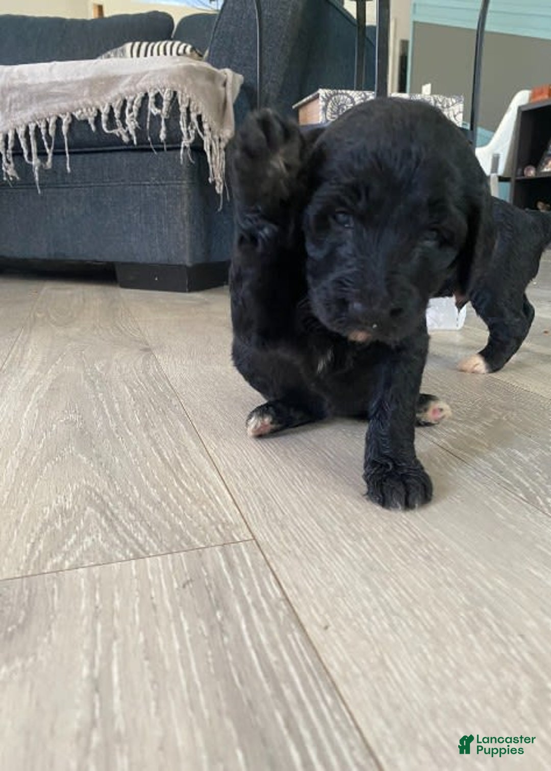 Bernedoodle dogs for sale: Baby Kiara - Image 2