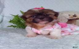 Shih Tzu dogs for sale: Hazel - Image 1