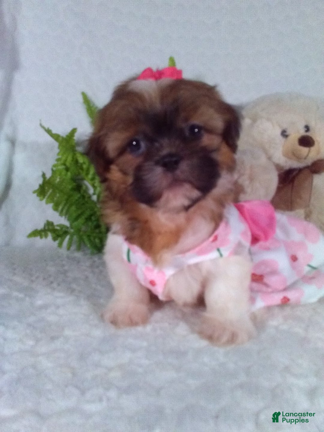 Shih Tzu dogs for sale: Hazel - Image 1