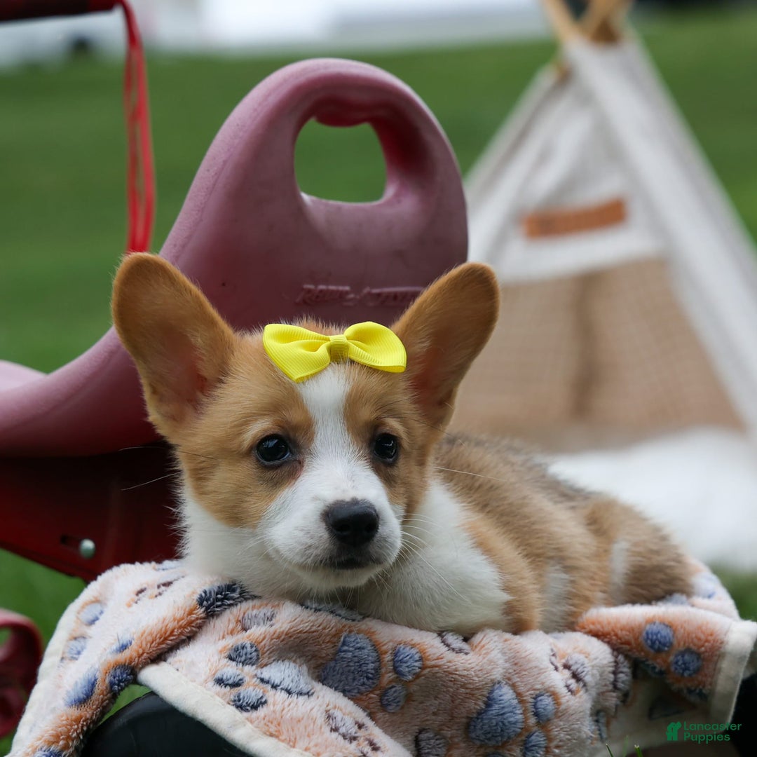 Welsh Corgi Pembroke dogs for sale: Lacey - Image 7