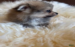 Pomeranian dogs for sale: Shaggy - Image 2