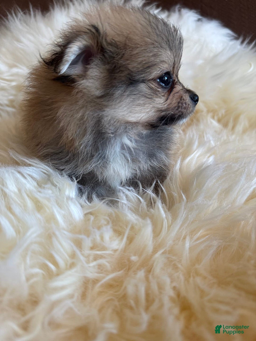 Pomeranian dogs for sale: Shaggy - Image 2