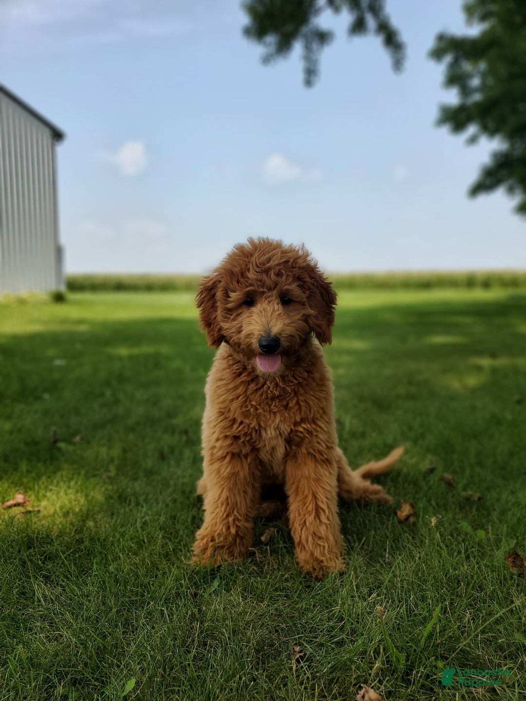 Mini Goldendoodle dogs for sale: Milo F1b - Image 41