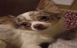 Chihuahua dogs for sale: Merle Alonzo - Image 3