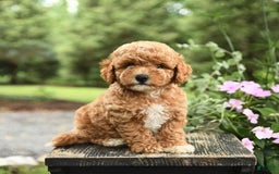 Havapoo dogs for sale: Carter - Image 3