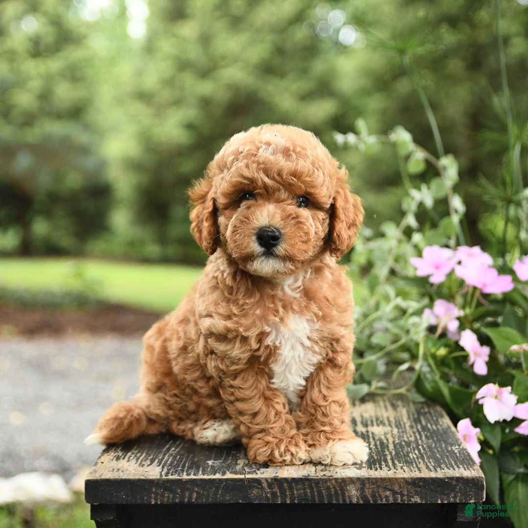 Havapoo dogs for sale: Carter - Image 3