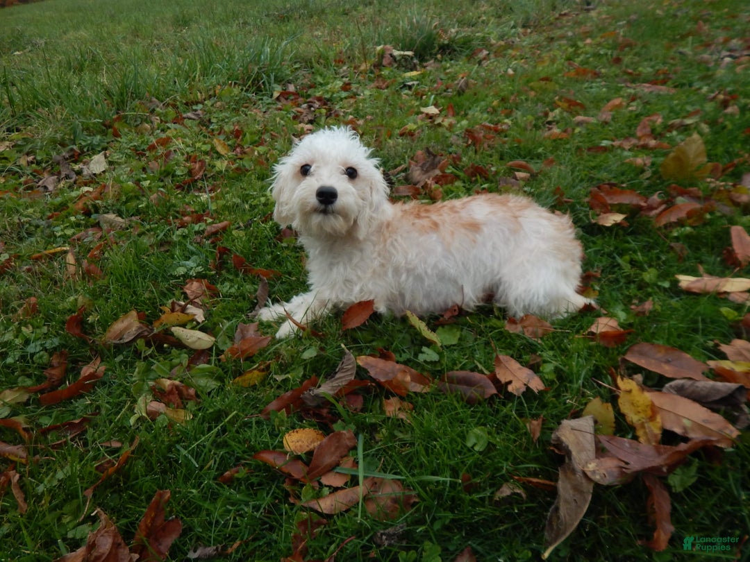 Schnoodle dogs for sale: Timmy - Image 6