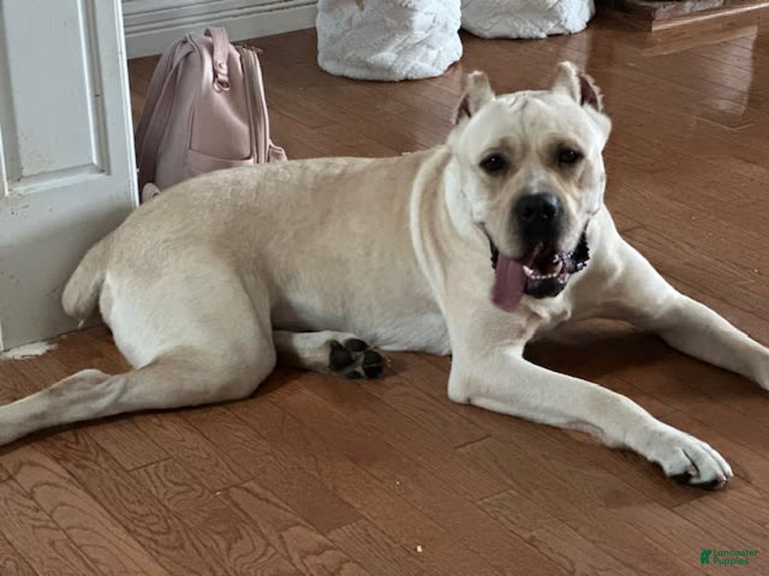 Cane Corso dogs for sale: "maximus" - Image 8