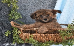 Havapoo dogs for sale: Brody - Image 3