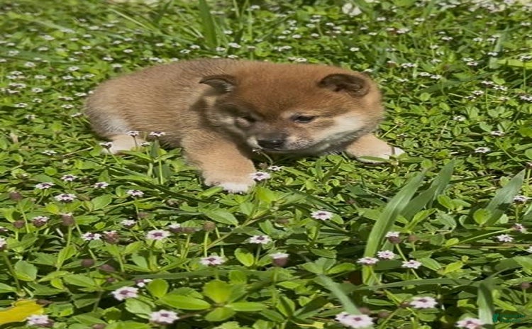 Shiba Inu dogs for sale - Ad 5
