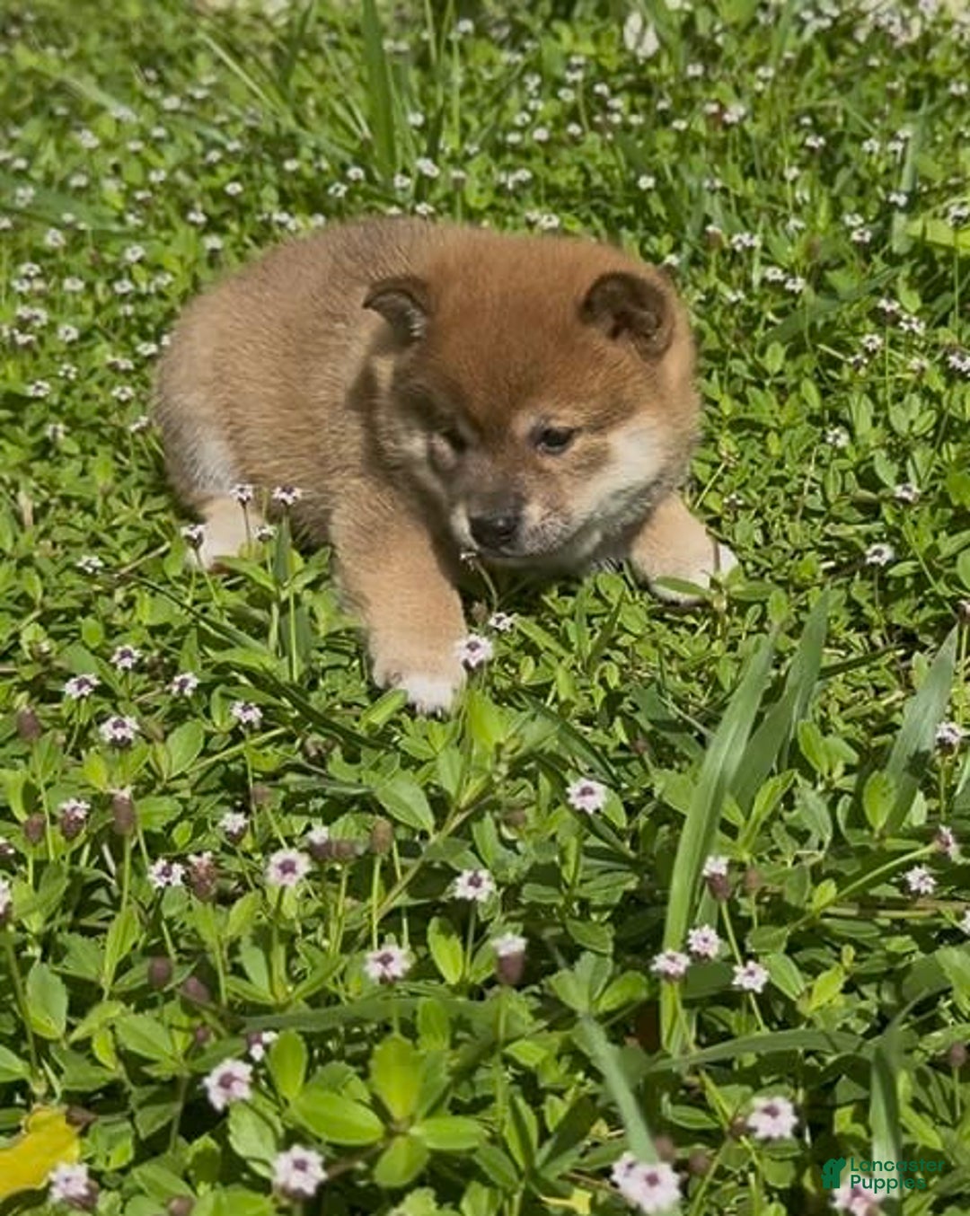 Shiba Inu dogs for sale: Ryo - Image 1