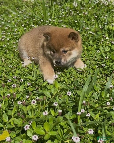 Shiba Inu dogs for sale - Ad 5