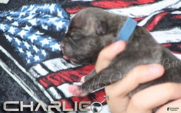 American Bully dogs for sale: Bravo - Image 5