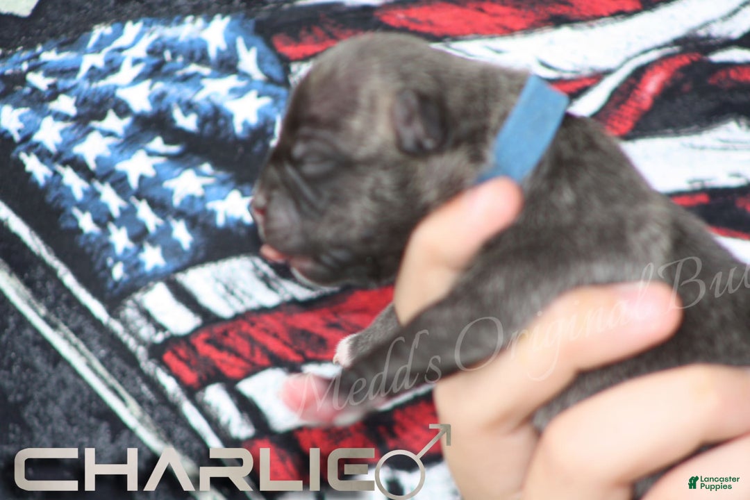 American Bully dogs for sale: Bravo - Image 5