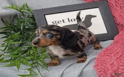 Miniature Dachshund dogs for sale: JOSEPHINE - Image 1
